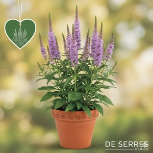 Veronicastrum virginicum 'Lavendelturm' P11