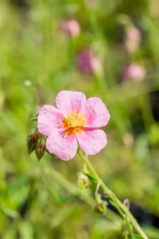 helianthemum 'lawrenson's pink' P9 - afbeelding 3