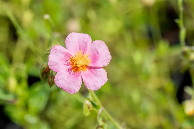 helianthemum 'lawrenson's pink' P9 - afbeelding 2