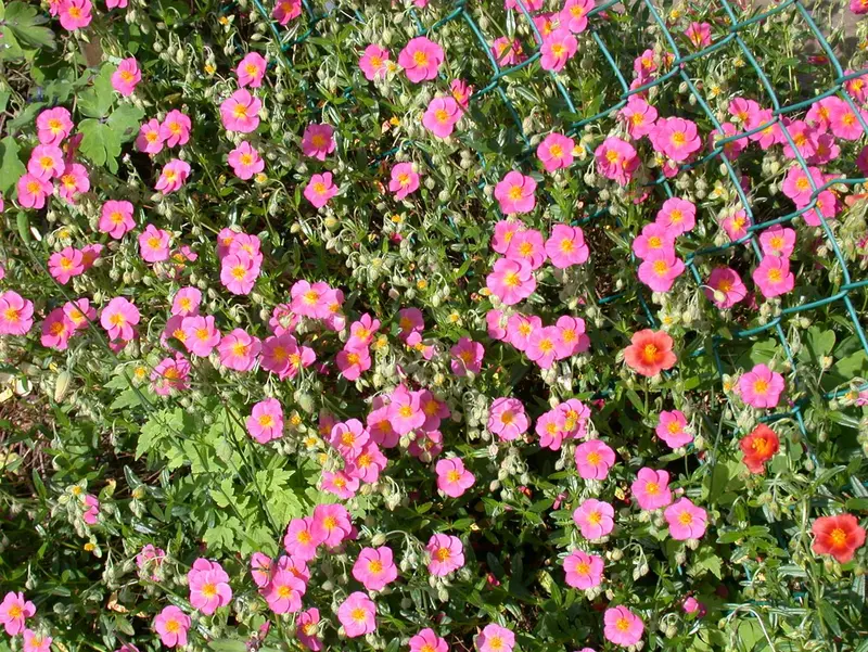 helianthemum 'lawrenson's pink' P9 - afbeelding 1