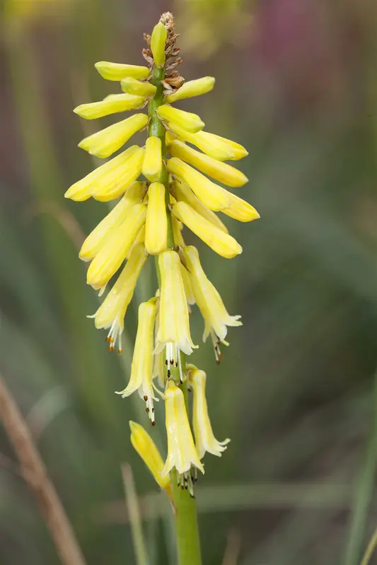 kniphofia hybr. 'lemon popsicle'® P9