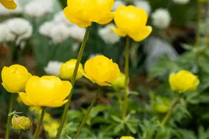 trollius hybr. 'lemon queen' P9 - afbeelding 4