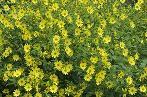 helianthus hybr. 'lemon queen' P9