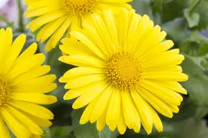 doronicum or. 'leonardo' P9