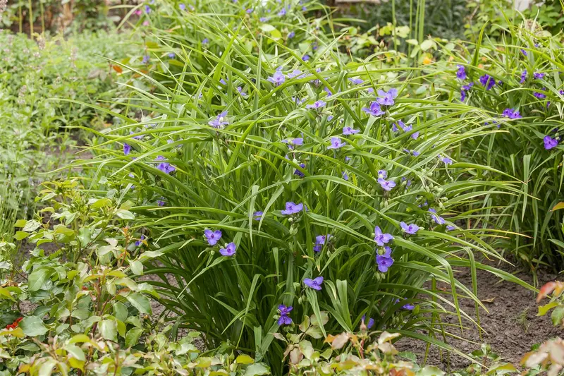 tradescantia (a) 'leonora' P9 - afbeelding 1
