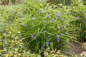 tradescantia (a) 'leonora' P9 - afbeelding 4