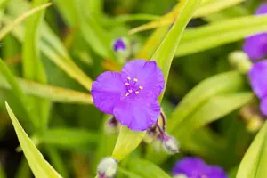 tradescantia (a) 'leonora' P9 - afbeelding 2