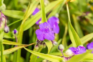 tradescantia (a) 'leonora' P9 - afbeelding 3