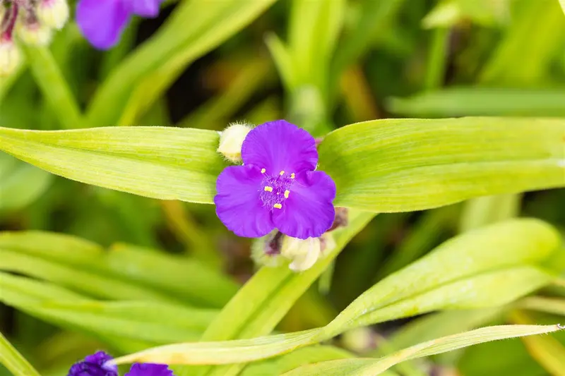 tradescantia (a) 'leonora' P9 - afbeelding 4