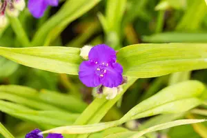 tradescantia (a) 'leonora' P9 - afbeelding 4