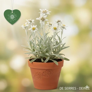 Leontopodium alpinum 'Blossom of Snow'