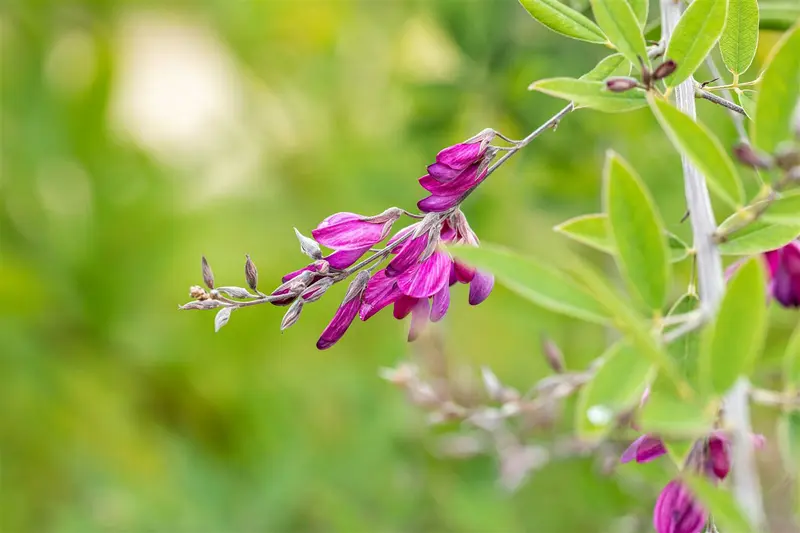 lespedeza thunbergii (desmodium pend.) (40- 50cm) - afbeelding 1