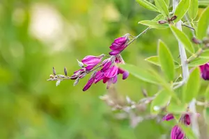 lespedeza thunbergii (desmodium pend.) (40- 50cm) - afbeelding 5