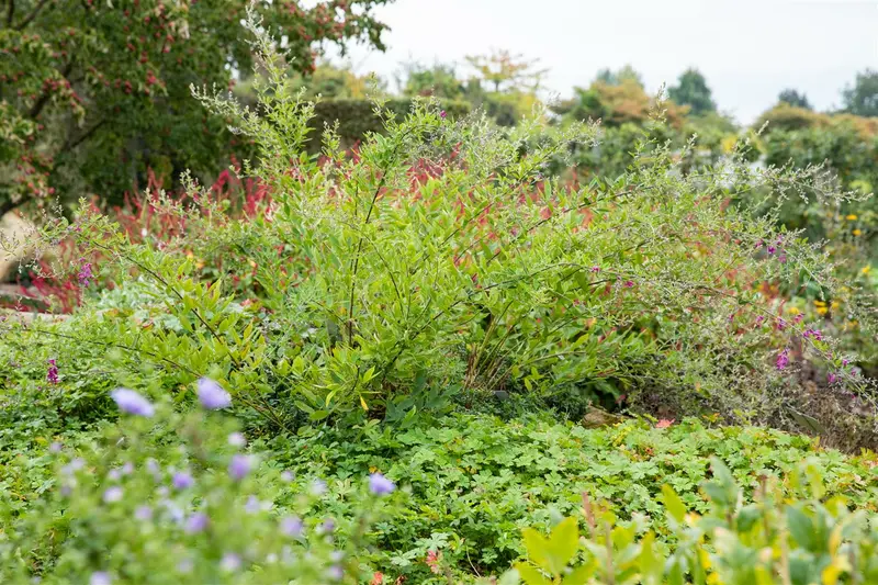 lespedeza thunbergii (desmodium pend.) (40- 50cm) - afbeelding 2