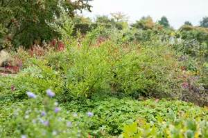 lespedeza thunbergii (desmodium pend.) (40- 50cm) - afbeelding 2