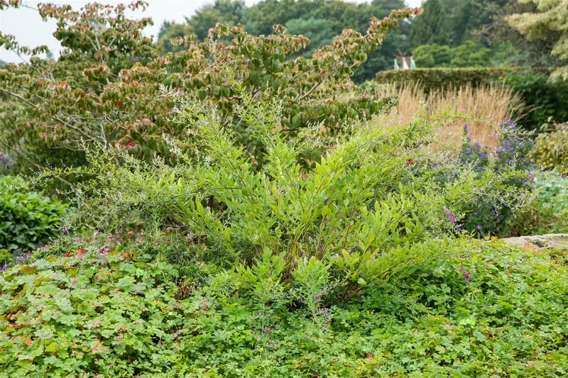lespedeza thunbergii (desmodium pend.) (40- 50cm) - afbeelding 3