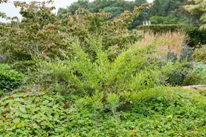 lespedeza thunbergii (desmodium pend.) (40- 50cm) - afbeelding 3