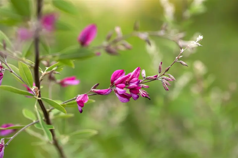 lespedeza thunbergii (desmodium pend.) (40- 50cm) - afbeelding 4