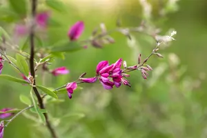 lespedeza thunbergii (desmodium pend.) (40- 50cm) - afbeelding 4