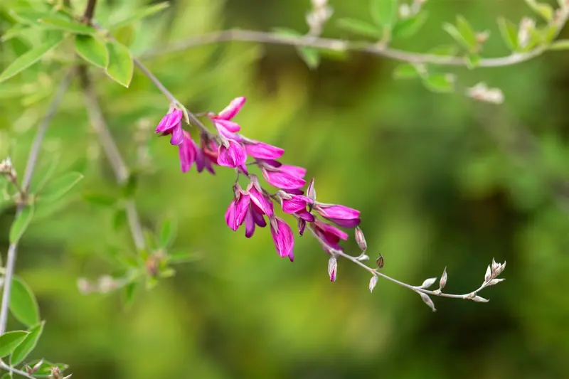 lespedeza thunbergii (desmodium pend.) (40- 50cm) - afbeelding 5