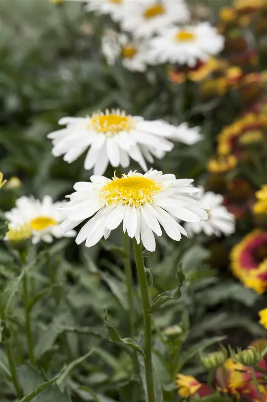 Leucanthemum hybr. 'White Lion' P9 - afbeelding 2