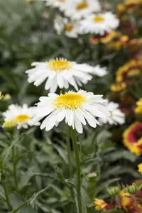 Leucanthemum hybr. 'White Lion' P9 - afbeelding 2