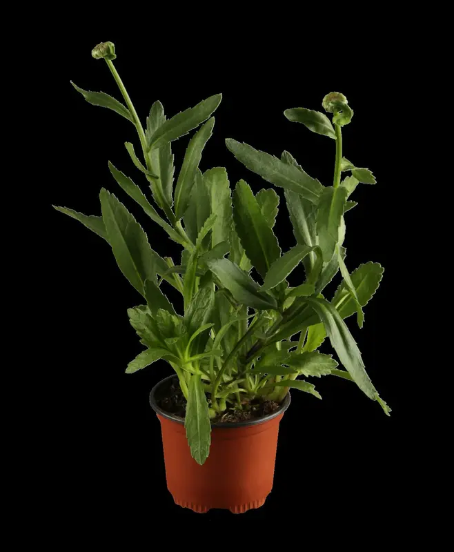 Leucanthemum hybr. 'White Lion' P9 - afbeelding 1