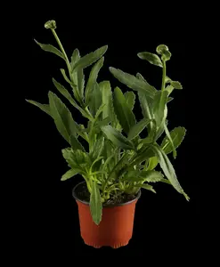 Leucanthemum hybr. 'White Lion' P9 - afbeelding 1