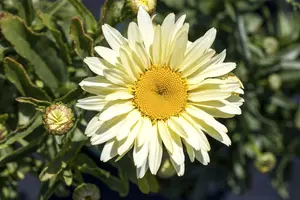 Leucanthemum hybr. 'White Lion' P9 - afbeelding 3