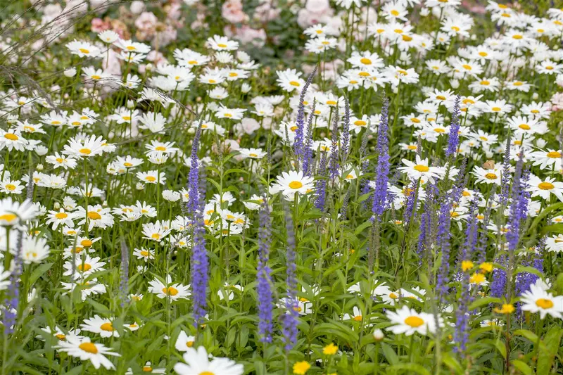 Leucanthemum hybr. 'White Lion' P9 - afbeelding 4