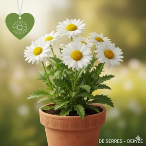 Leucanthemum x superbum 'Alaska' P9