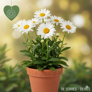 Leucanthemum x superbum 'Brightside'