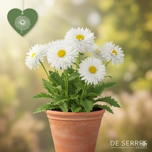 Leucanthemum x superbum 'Laspider' P9