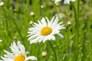 Leucanthemum vulgare 'Maikönigin' C2 - afbeelding 1