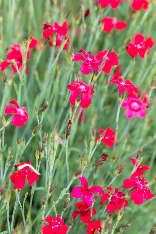 dianthus delt. 'leuchtfunk' P9 - afbeelding 1