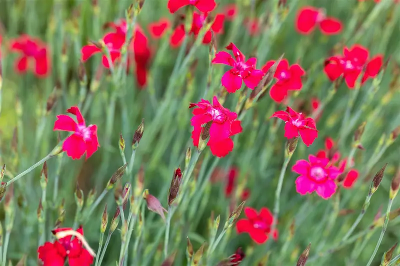 dianthus delt. 'leuchtfunk' P9 - afbeelding 2