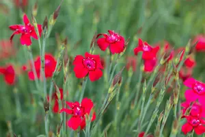 dianthus delt. 'leuchtfunk' P9 - afbeelding 4