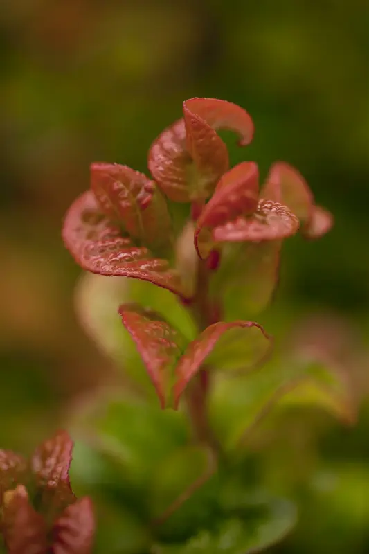 Curly Red - afbeelding 5