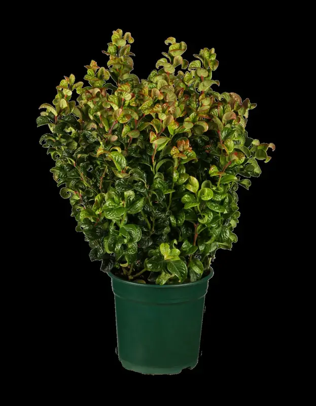 Curly Red - afbeelding 1