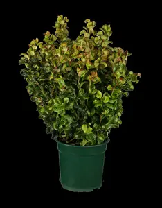 Curly Red - afbeelding 5