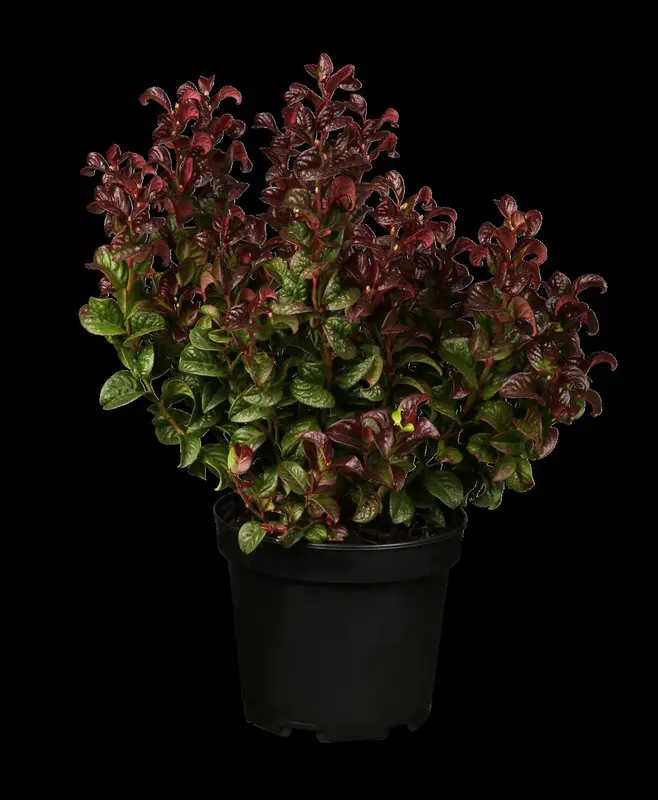 Curly Red - afbeelding 3