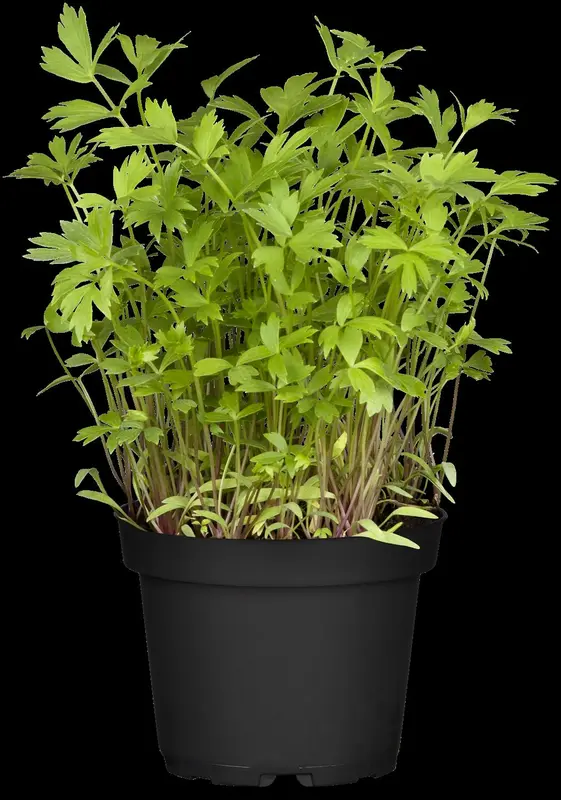 officinale - afbeelding 9
