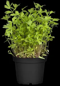 officinale - afbeelding 9