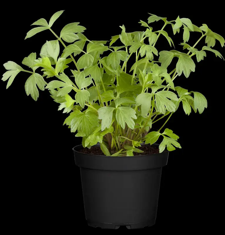 officinale - afbeelding 8