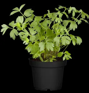 officinale - afbeelding 8