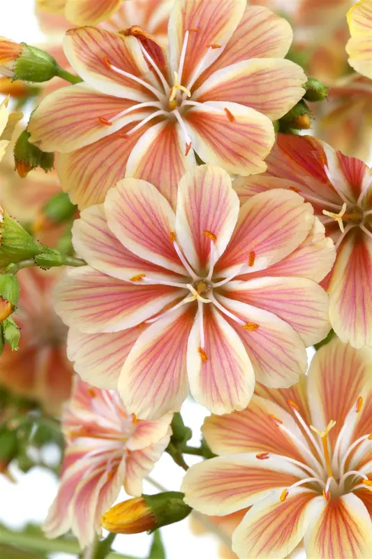 Lewisia hybr. 'Regenbogen' P9 - afbeelding 1