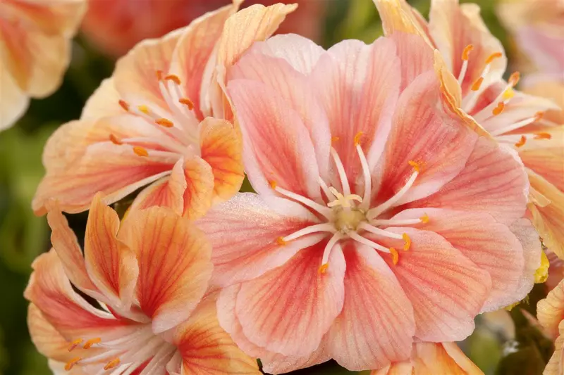 Lewisia hybr. 'Regenbogen' P9 - afbeelding 2