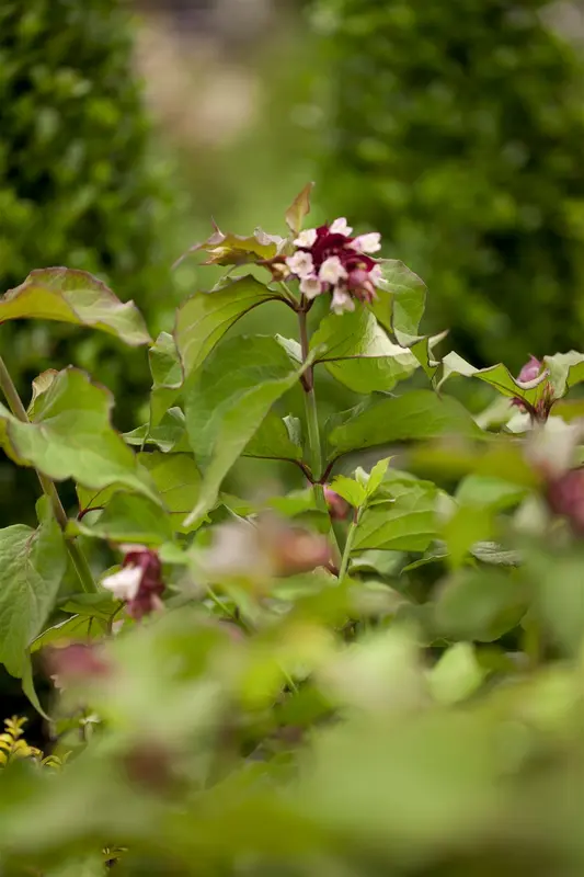 leycesteria form. 'purple rain' (40- 50cm) - afbeelding 1