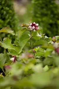 leycesteria form. 'purple rain' (40- 50cm) - afbeelding 3