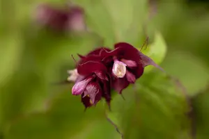 leycesteria form. 'purple rain' (40- 50cm) - afbeelding 2